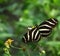 Zebra Long Wing