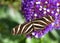 Zebra Long wing butterfly resting on purple and white flowers