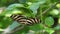 Zebra long wing poses on green leaf, wings have yellow and black stripes