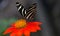 Zebra Long Wing on red & orange flower