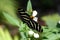 Zebra long winged butterfly