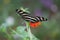 Zebra Longwing