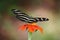 Zebra Longwing