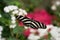 Zebra Longwing