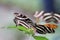 Zebra Longwing Butterflies