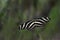 Zebra Longwing Butterfly