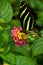 Zebra Longwing butterfly