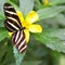 Zebra Longwing butterfly