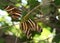 Zebra Longwing butterfly