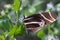 Zebra Longwing Butterfly - 3