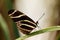 Zebra Longwing Butterfly balanced on a leaf.