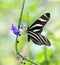 Zebra Longwing Butterfly and Flower