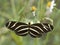 Zebra Longwing butterfly in Georgia