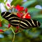 Zebra longwing butterfly Heliconius charithonia