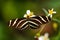 Zebra Longwing butterfly (Heliconius charithonia)