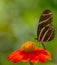 Zebra longwing butterfly, Heliconius charitonia on Mexican Sunflower