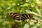 zebra longwing butterfly life cycle pictures
