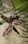 Zebra longwing butterfly mating