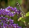 Zebra Longwing Butterfly on Purple Nectar Flowers in Arizona Desert