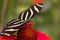 Zebra longwing butterfly on a red orange flower.