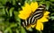 Zebra Longwing Butterfly Resting on Yellow Garden