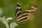 Zebra Longwing Butterfly on Sage in Arizona Desert