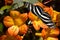 Zebra Longwing butterfly on tropical rhododendron simbu sunset flowers