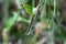 Zebra longwing caterpillar Heliconius charithonia on stem - Davie, Florida, USA