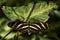 Zebra Longwing - Heliconius charithonia