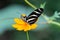 Zebra Longwing, Heliconius Charitonia, Butterfly - Costa Rica