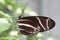 Zebra Longwing macro