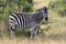 A zebra looked in our lens Krugerpark South Africa