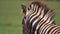 Zebra looking away