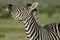 This zebra looks like he is singing the opra , look at that smile