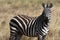 A zebra looks at you