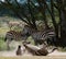 Zebra lying a dust. Kenya. Tanzania. National Park. Serengeti. Maasai Mara.