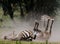 Zebra lying a dust. Kenya. Tanzania. National Park. Serengeti. Maasai Mara.