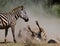 Zebra lying a dust. Kenya. Tanzania. National Park. Serengeti. Maasai Mara.