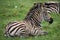 Zebra lying on the grass in the savannah. Kenya. Tanzania. National Park. Serengeti. Maasai Mara.