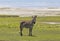 Zebra in Maasai Mara, Kenya