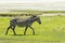 Zebra in Maasai Mara, Kenya