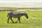 Zebra in Maasai Mara, Kenya