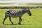 Zebra in Maasai Mara, Kenya