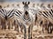 Zebra  Made With Generative AI illustration