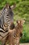 Zebra mare and foal