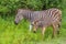 Zebra mare and foal interaction