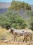 Zebra mare with foal in wild bush