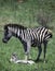 A Zebra mare and her very young foal.