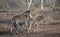 Zebra mare mother and baby foal in sub-saharan Africa