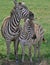 Zebra on the Masai Mara